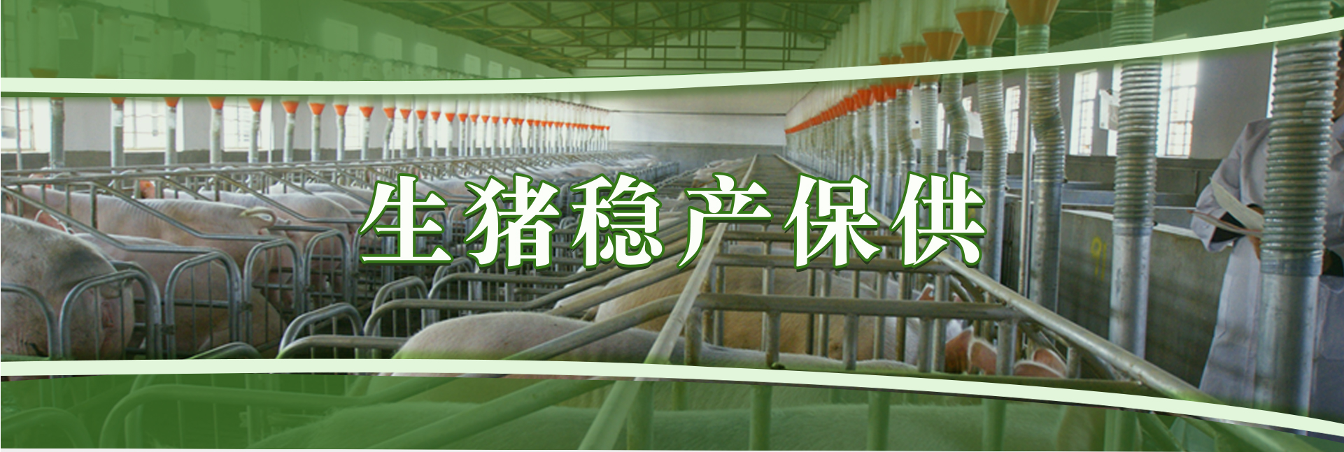 生猪稳产保供